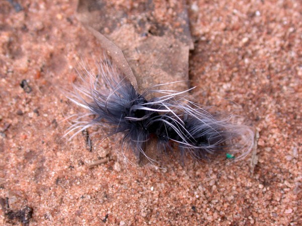 Worm
